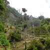 Plants: image 65 Of 208 Thumb
